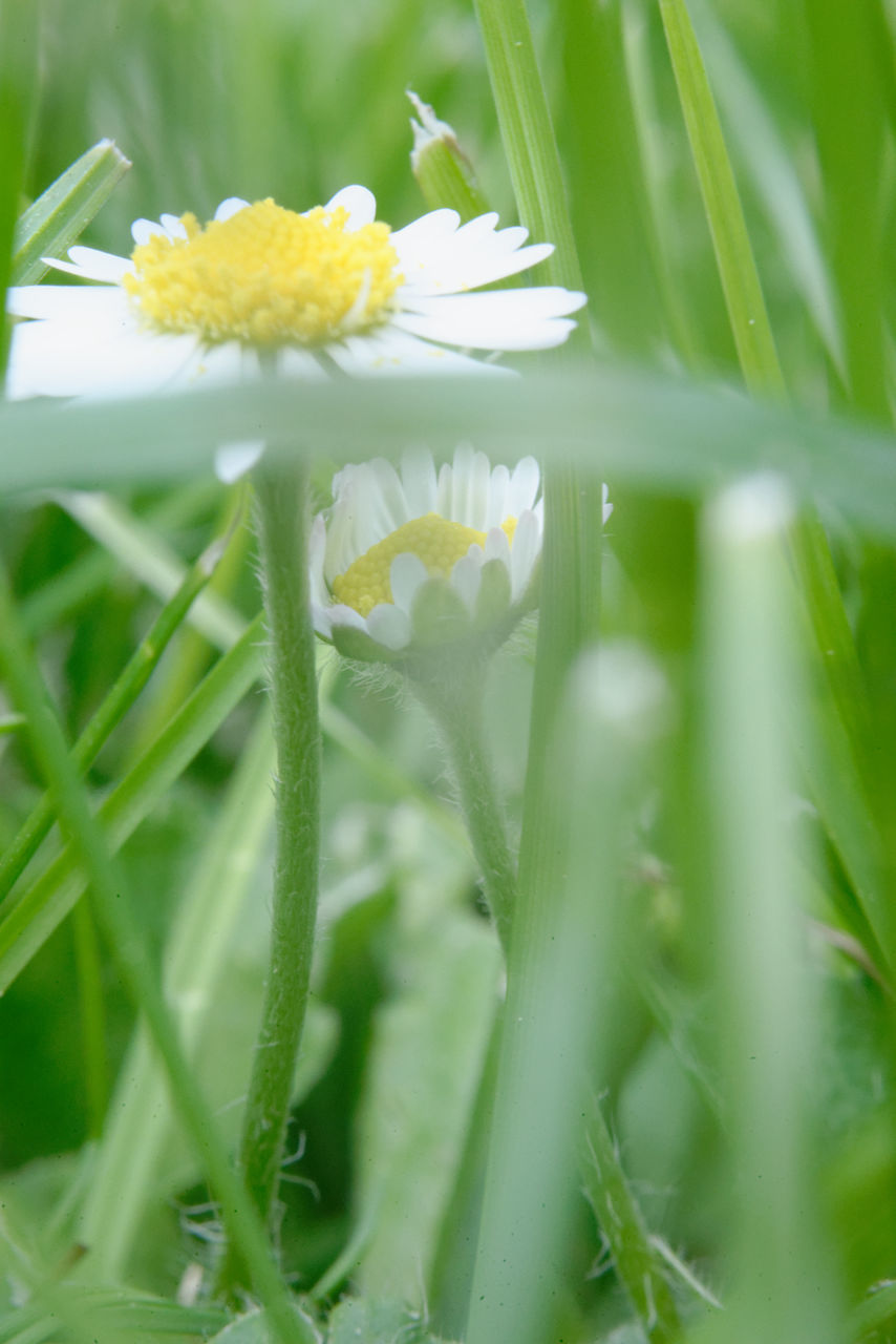 CLOSE-UP OF FLOWERING PLANTS