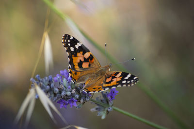 Close-up of butterfly pollinating on purple flower