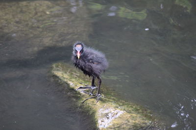 High angle view of bird perching on a lake