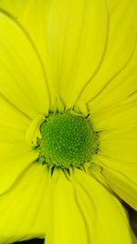 Close-up of yellow sunflower blooming outdoors