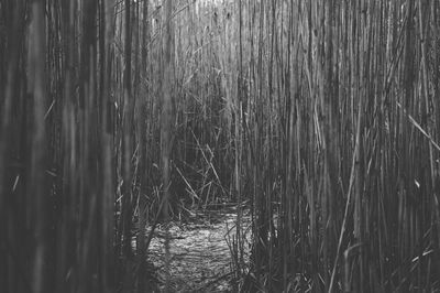 Scenic view of forest