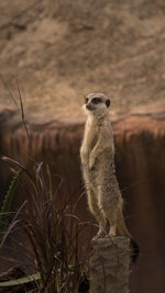 Close-up of meerkat