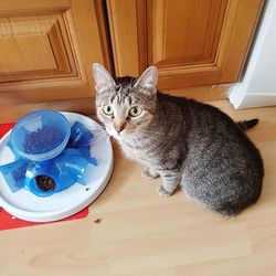 Cat in plate