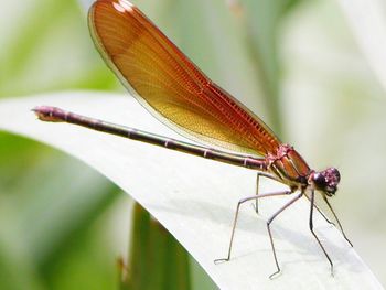 Close-up of damselfly on leaf
