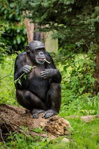 Close-up of chimpanzee sitting on grassy field