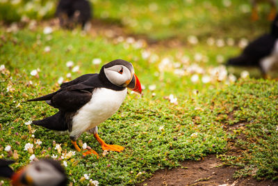 puffin with a