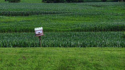 View of agricultural field