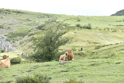 Horses in a field