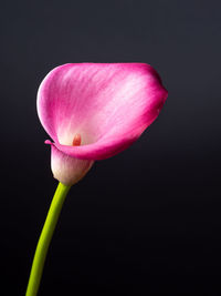 Close-up of pink flower