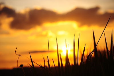 Close-up of silhouette plants on field against orange sky
