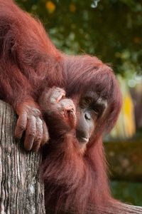 Close-up of monkey