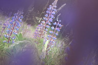 Close-up of purple flowers