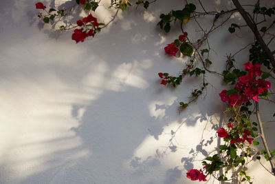 Red flowers blooming outdoors