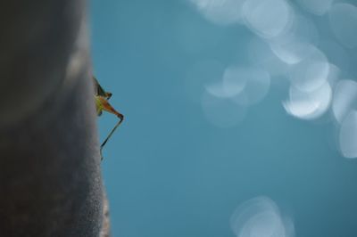 Close-up of insect against sky