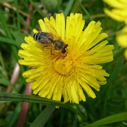 Close-up of bee pollinating on yellow flower