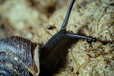 Close-up of snail on white surface