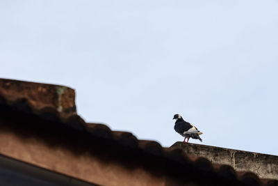 Low angle view of bird perching on roof against sky