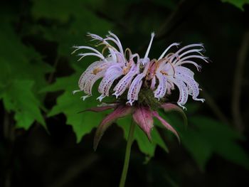 Close-up of purple flowering plant