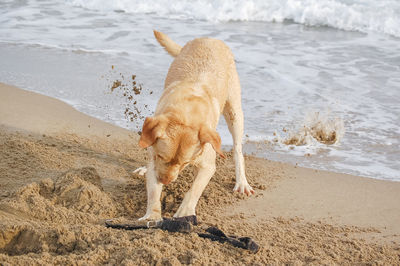 Dog playing with twig on beach