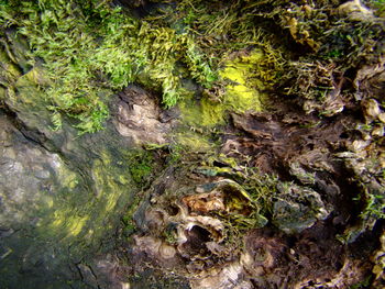 Close-up of moss growing on tree trunk