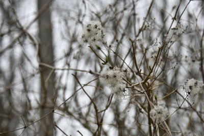 Close-up of wilted plant during winter