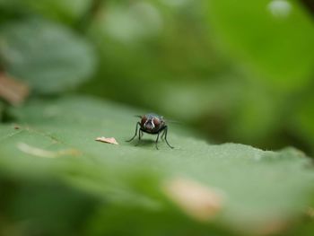 Close-up of insect