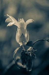 Close-up of white flowers