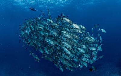 Fish swimming in sea