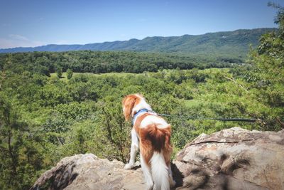 Rear view of a dog on landscape