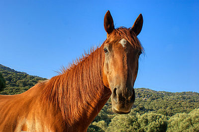 Close-up of a horse against clear blue sky