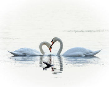 Swans swimming in lake