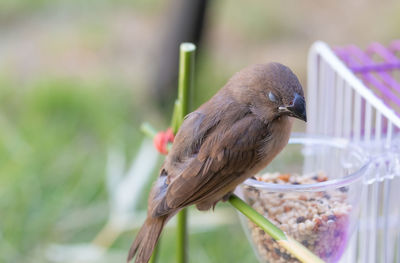 Close-up of bird perching on plant