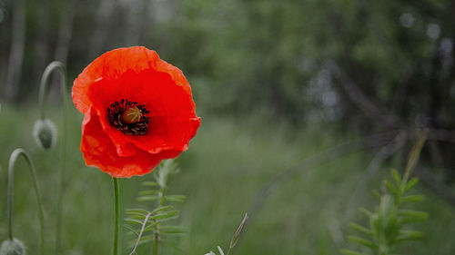 Close-up of red poppy flower