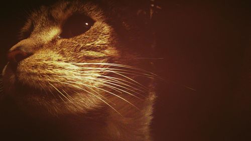 Close-up of cat at night