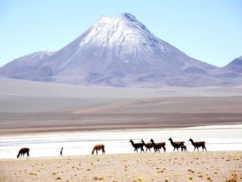 Llamas on field against mountains