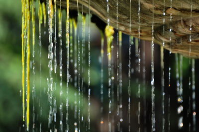 Close-up of water falling from wood during rainy season