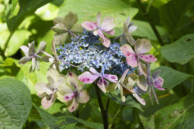 Close-up of pink flowering plant