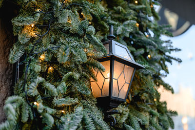 Close-up of christmas tree