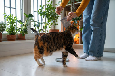 Low section of man with dog on floor at home