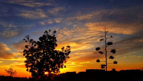 Low angle view of silhouette trees against orange sky