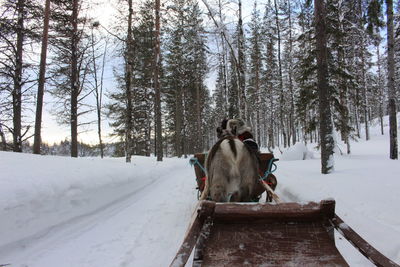 View of a reindeer from a sleigh on snow covered land