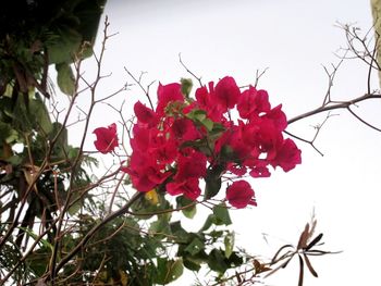 Low angle view of pink flowers against sky