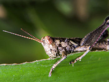 Close-up of insect on plant