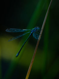 Close-up of a dragonfly