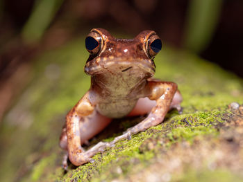 Brown marsh frog - pulchrana baramica in bako national park, borneo