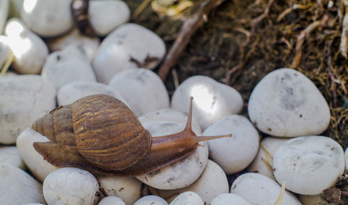 Close-up of snail