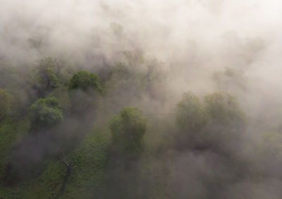 Plants growing on land against sky