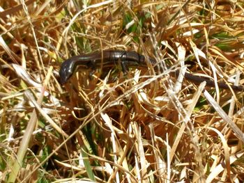 Close-up of insect on grass