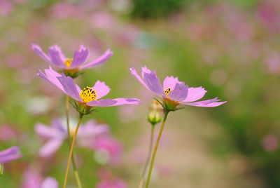 Close-up of pink flowering plant