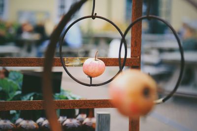 Close-up of fruit on metal fence